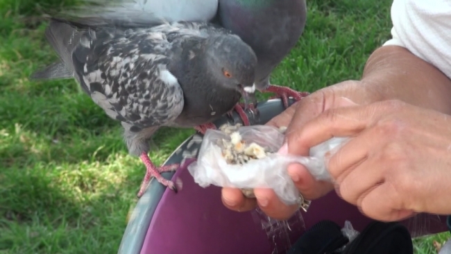 Güvercinleri her gün eliyle besliyor